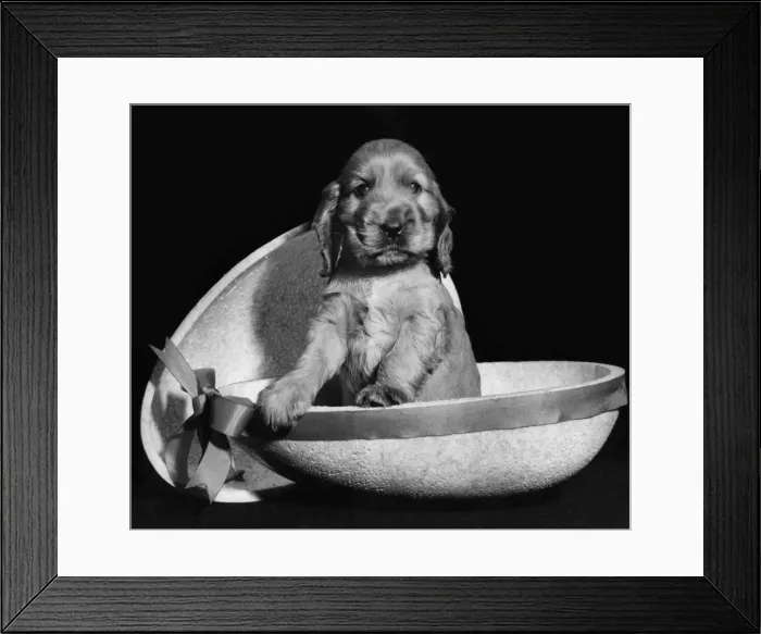 Framed Print : Susi - sitting inside half an Easter egg Framed Print : Susi - sitting inside half an Easter egg