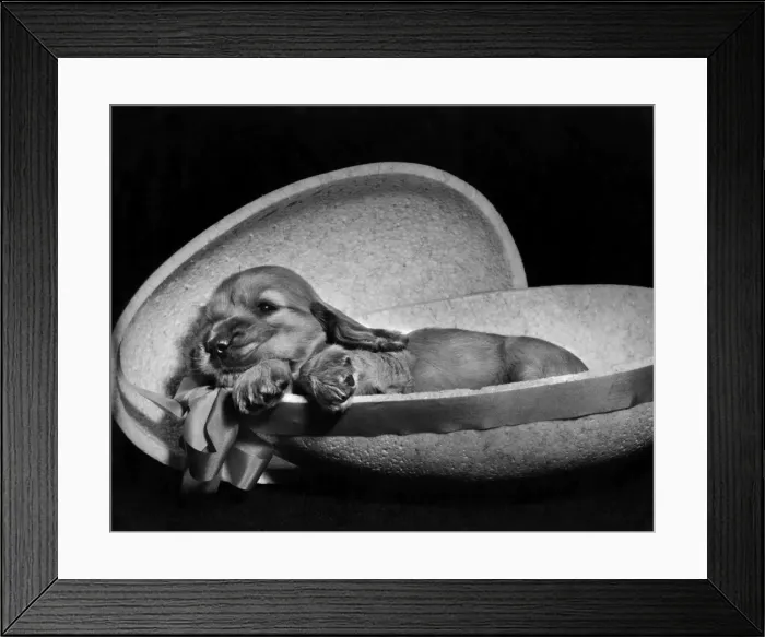 Framed Print : Susi - lying inside half an Easter egg Framed Print : Susi - lying inside half an Easter egg