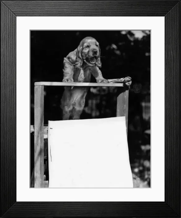 Framed Print : Susi - at the hustings Framed Print : Susi - at the hustings