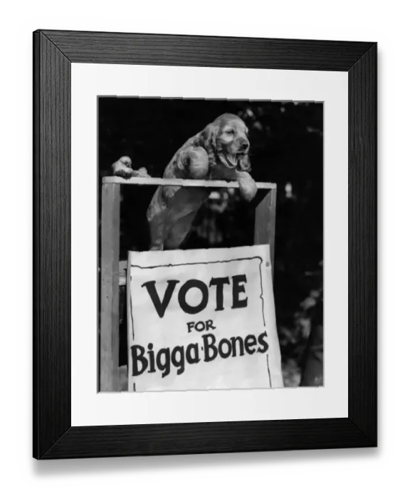 Framed Print : Susi - Vote for Bigga Bones Framed Print : Susi - Vote for Bigga Bones