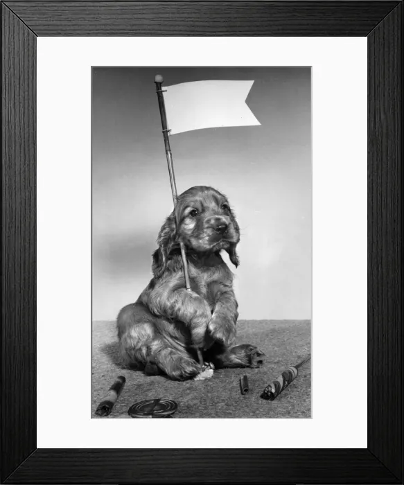 Framed Print : Susi - with white flag and fireworks Framed Print : Susi - with white flag and fireworks