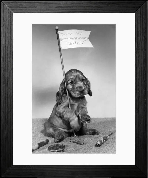 Framed Print : Susi - with white flag and fireworks Framed Print : Susi - with white flag and fireworks