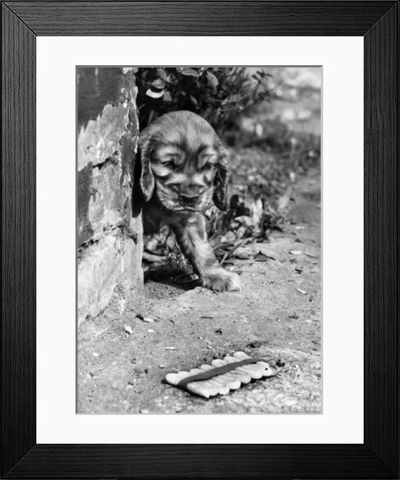 Framed Print : Susi - with jumping jack firework Framed Print : Susi - with jumping jack firework