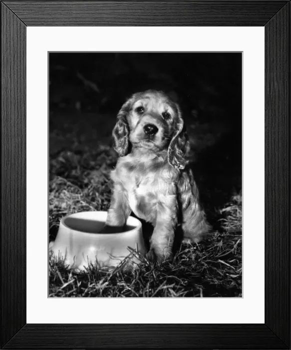 Framed Print : Susi - with empty food bowl Framed Print : Susi - with empty food bowl
