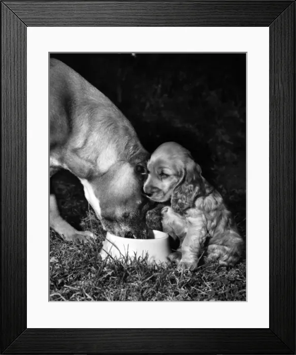 Framed Print : Susi - losing her dinner to a much bigger dog Framed Print : Susi - losing her dinner to a much bigger dog