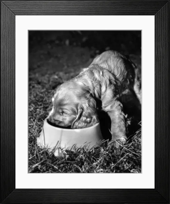 Framed Print : Susi - enjoying her dinner Framed Print : Susi - enjoying her dinner