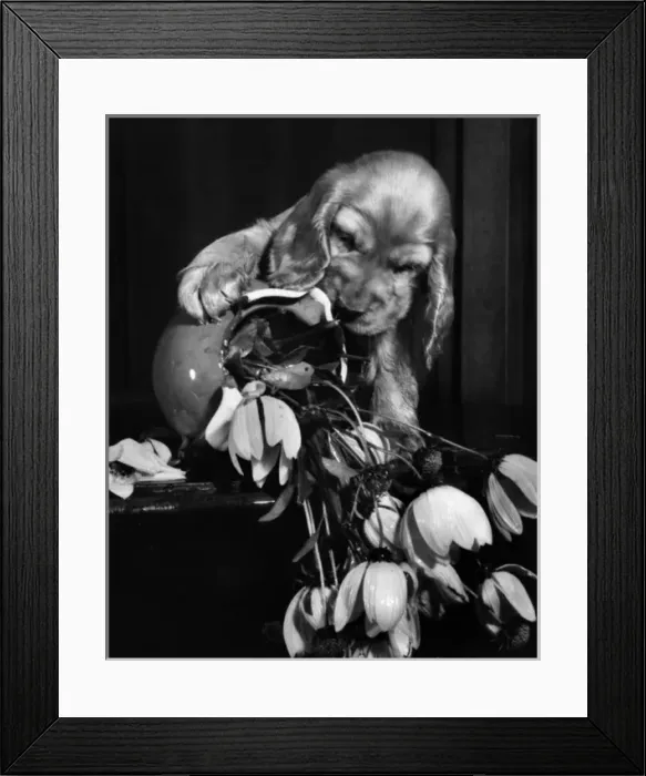Framed Print : Susi - with upset vase of flowers Framed Print : Susi - with upset vase of flowers