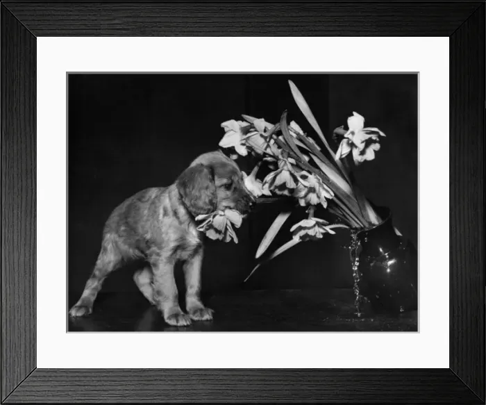 Framed Print : Susi - rearranging a vase of flowers Framed Print : Susi - rearranging a vase of flowers