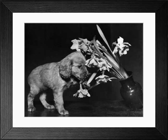Framed Print : Susi - pulling over a vase of flowers Framed Print : Susi - pulling over a vase of flowers