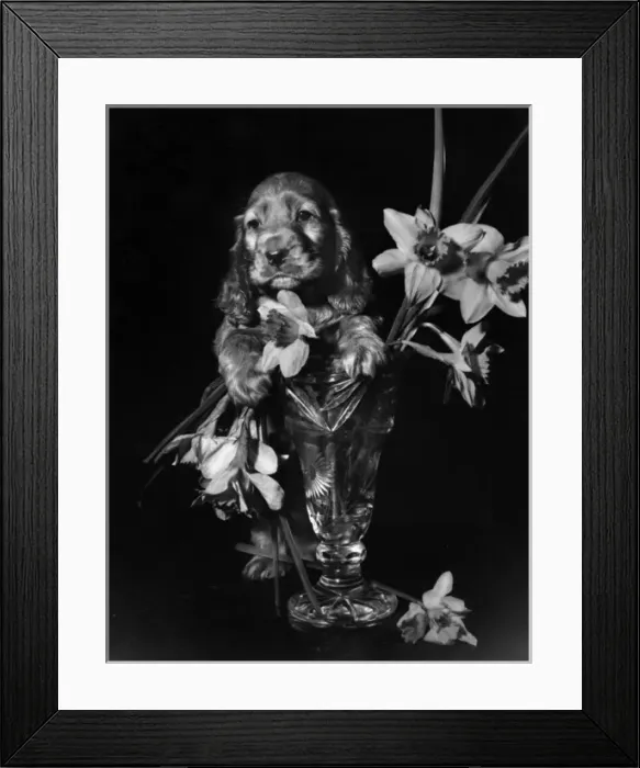 Framed Print : Susi - with vase of daffodils Framed Print : Susi - with vase of daffodils