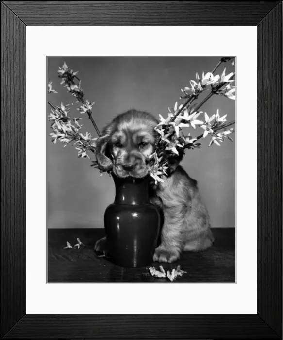 Framed Print : Susi - rearranging a vase of flowers Framed Print : Susi - rearranging a vase of flowers