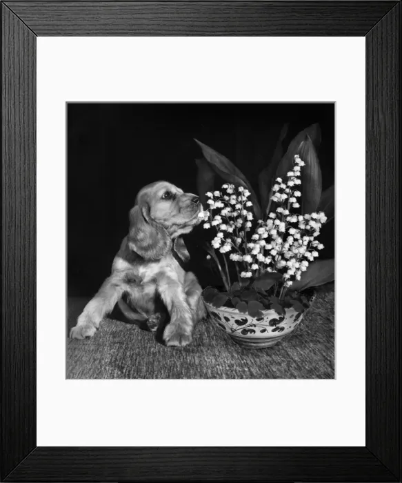 Framed Print : Susi - sniffing flowers Framed Print : Susi - sniffing flowers