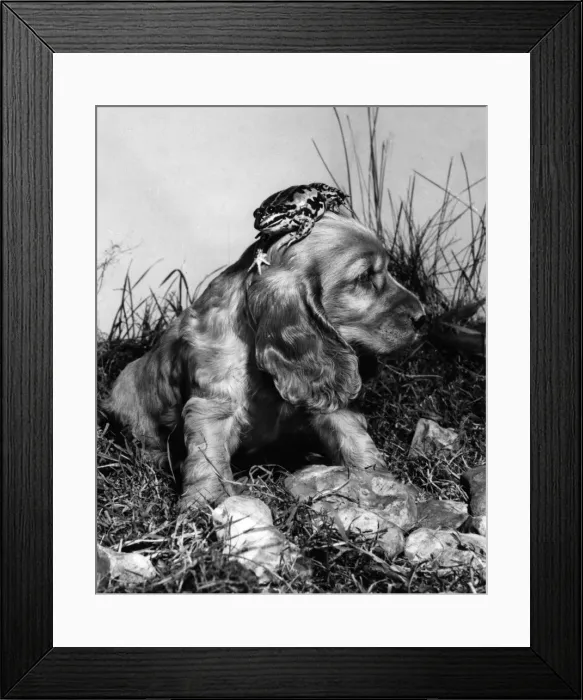 Framed Print : Susi - with a frog on her head Framed Print : Susi - with a frog on her head