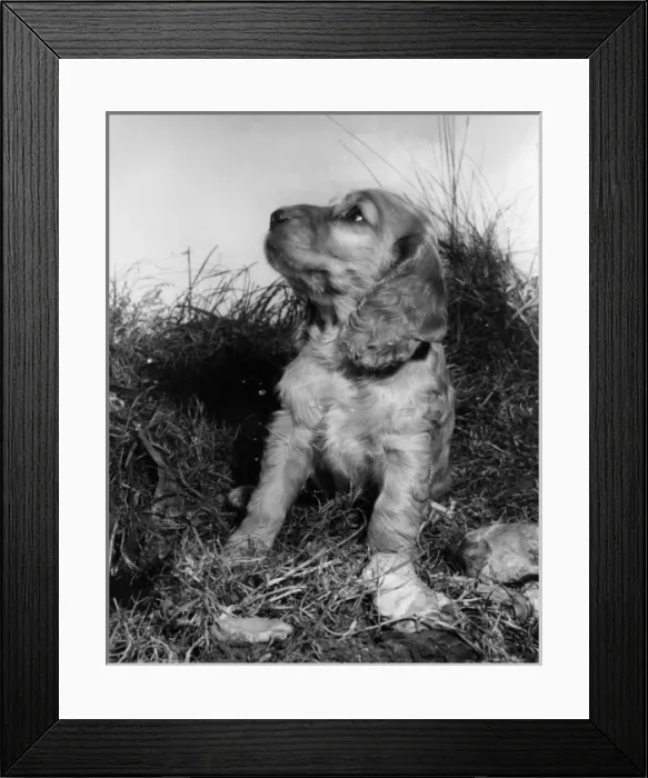 Framed Print : Susi - in the garden Framed Print : Susi - in the garden
