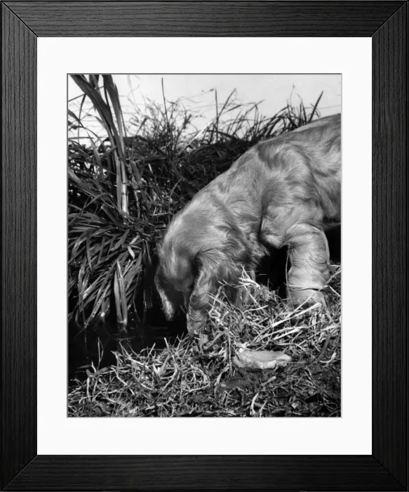 Framed Print : Susi - exploring in the garden Framed Print : Susi - exploring in the garden