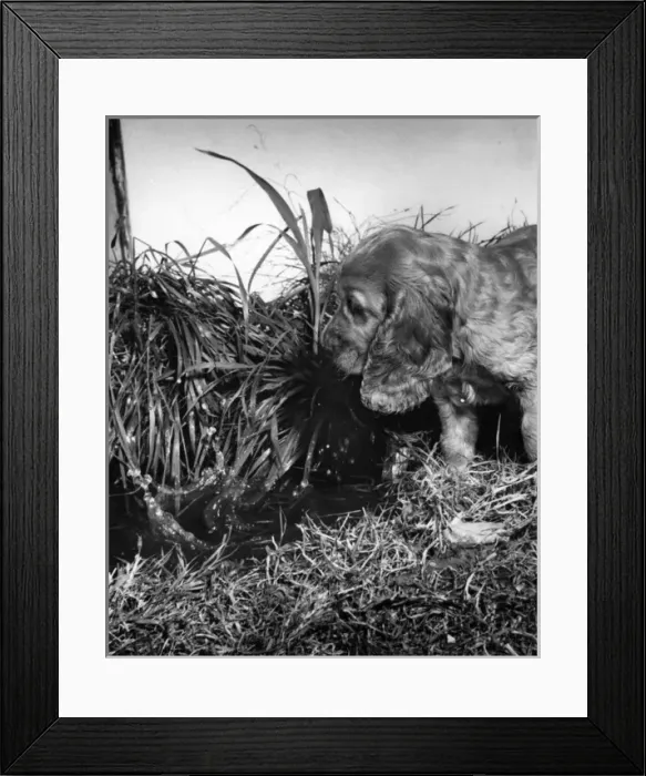 Framed Print : Susi - exploring in the garden Framed Print : Susi - exploring in the garden