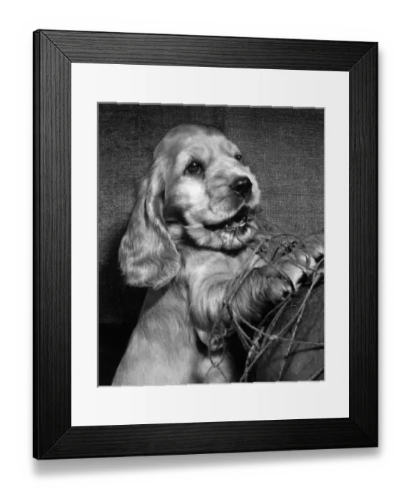 Framed Print : Susi - looking innocent