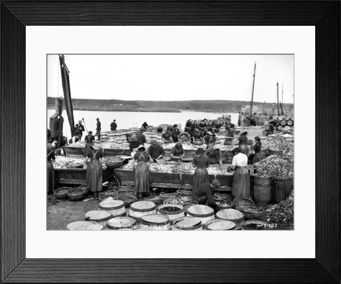 Framed Print : The Harvest of the Sea, Ardglass Framed Print : The Harvest of the Sea, Ardglass