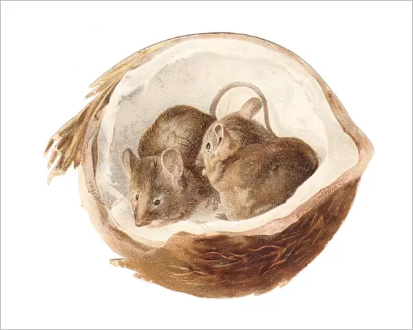 Two mice inside a coconut on a cutout greetings card