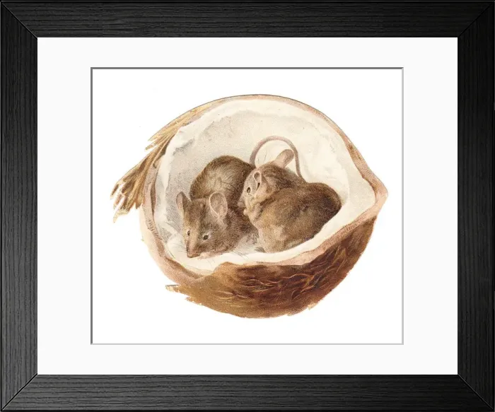 Framed Print : Two mice inside a coconut on a cutout greetings card Framed Print : Two mice inside a coconut on a cutout greetings card