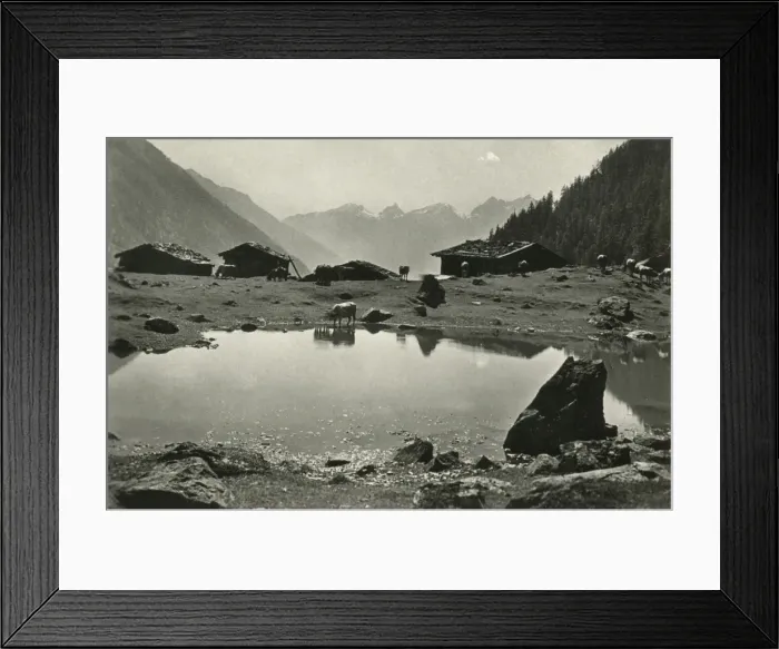 Framed Print : Fafleralp in Lotschen, Switzerland - Horned Cattle Framed Print : Fafleralp in Lotschen, Switzerland - Horned Cattle