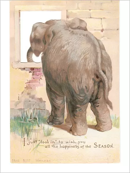 Elephant looking through window on a cutout Christmas card
