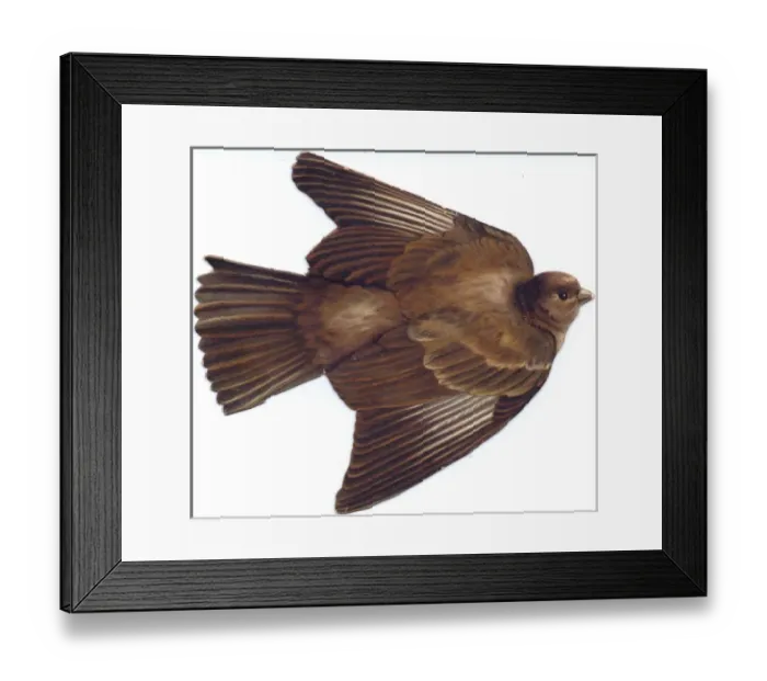 Framed Print : Flying sparrow on a bird-shaped greetings card Framed Print : Flying sparrow on a bird-shaped greetings card