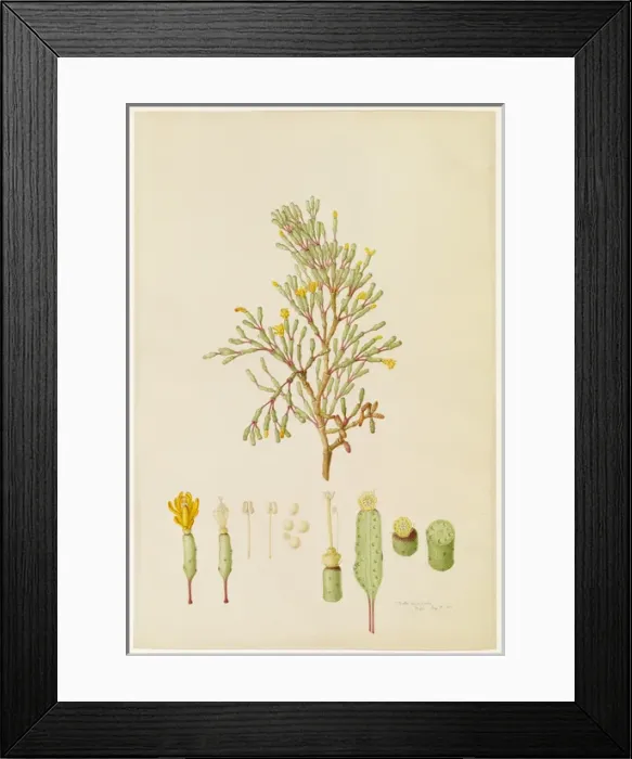 Framed Print : Cactus salicomoides, cactus Framed Print : Cactus salicomoides, cactus