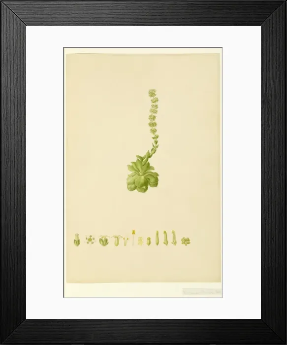 Framed Print : Cressula tuttita Framed Print : Cressula tuttita