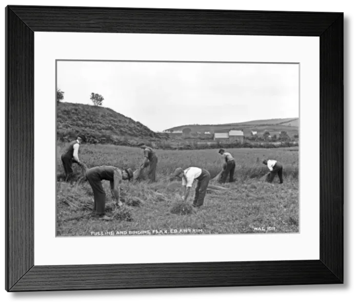 Framed Print : Pulling and Binding Flax, Co. Antrim Framed Print : Pulling and Binding Flax, Co. Antrim