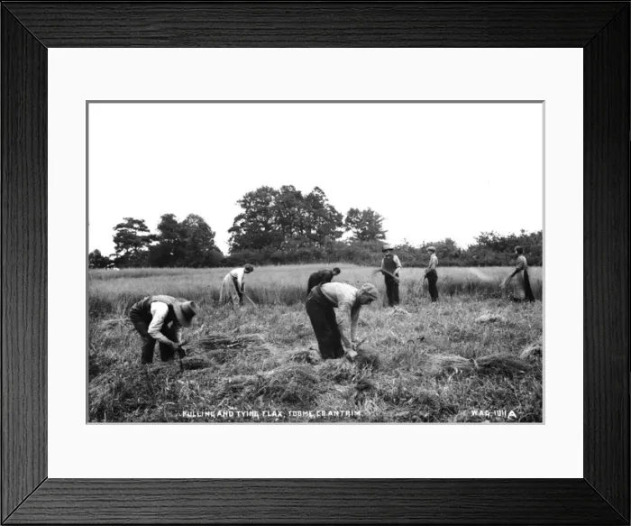Framed Print : Pulling and Tying Flax, Co. Antrim