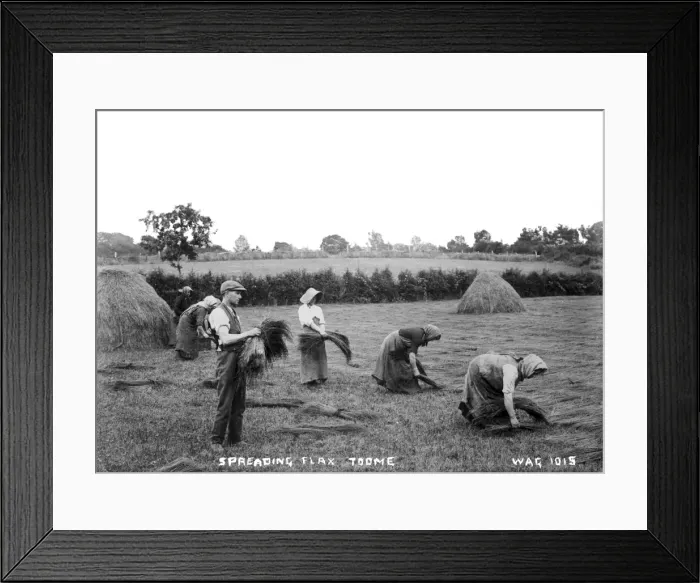 Framed Print : Spreading Flax, Toome Framed Print : Spreading Flax, Toome
