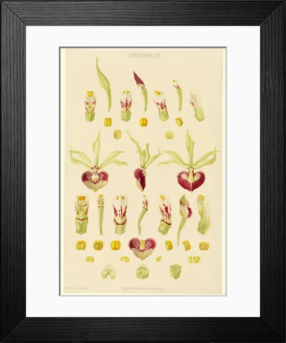 Framed Print : Epidendrum cochleatum, clamshell orchid Framed Print : Epidendrum cochleatum, clamshell orchid
