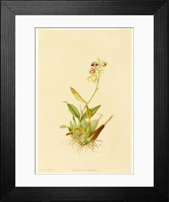 Framed Print : Epidendrum cochleatum, clamshell orchid Framed Print : Epidendrum cochleatum, clamshell orchid