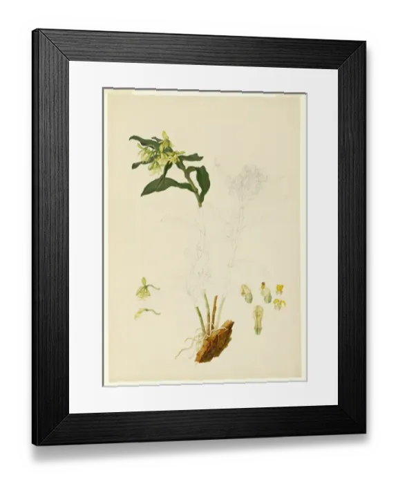 Framed Print : Epidendrum sp. orchid Framed Print : Epidendrum sp. orchid