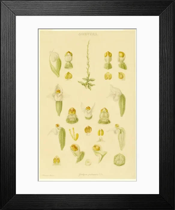 Framed Print : Goodyera pubescens, rattlesnake orchid Framed Print : Goodyera pubescens, rattlesnake orchid