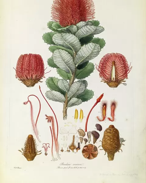Banksia coccinea, Scarlet banksia