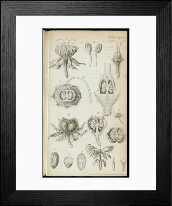 Framed Print : Bauera rubioides Framed Print : Bauera rubioides