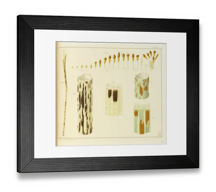Framed Print : Stem rust, Puccinia, wheat, Triticum aestivum Framed Print : Stem rust, Puccinia, wheat, Triticum aestivum