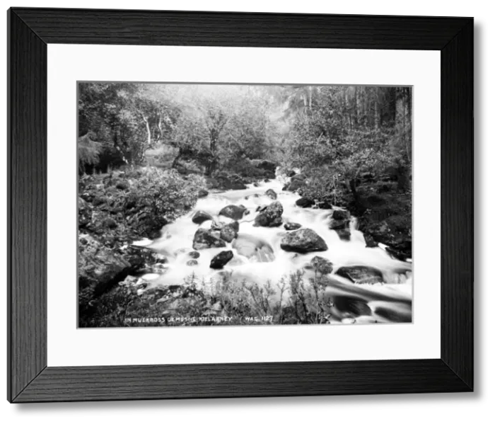 Framed Print : In Muckross Demesne, Killarney Framed Print : In Muckross Demesne, Killarney