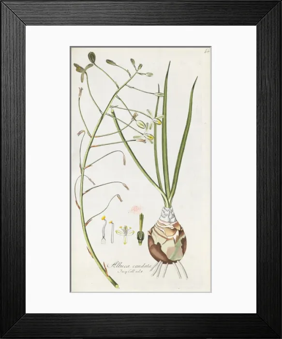 Framed Print : Albuca caudata Framed Print : Albuca caudata