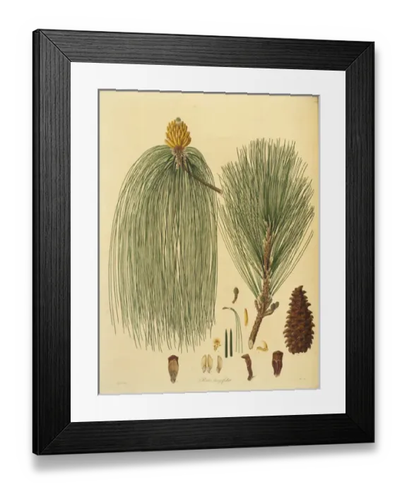 Framed Print : Pinus roxsburghii, Chin pine Framed Print : Pinus roxsburghii, Chin pine