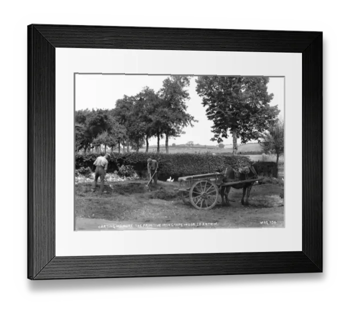 Framed Print : Carting Manure the Primitive Iron Grape in Use, Co. Antrim Framed Print : Carting Manure the Primitive Iron Grape in Use, Co. Antrim