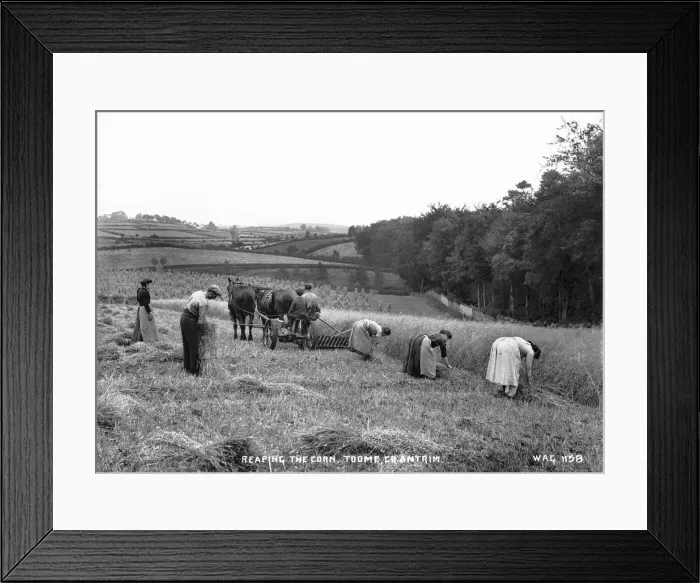 Framed Print : Reaping the Corn, Toome, Co. Antrim Framed Print : Reaping the Corn, Toome, Co. Antrim