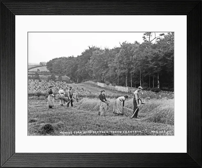 Framed Print : Mowing Corn With Scythes, Toome, Co. Antrim Framed Print : Mowing Corn With Scythes, Toome, Co. Antrim