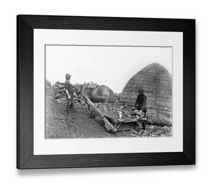 Framed Print : Horse drawn roller wheel cart being unloaded Framed Print : Horse drawn roller wheel cart being unloaded