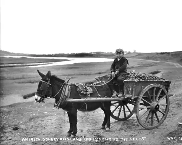 An Irish Donkey and Cart Bringing Home the Spuds