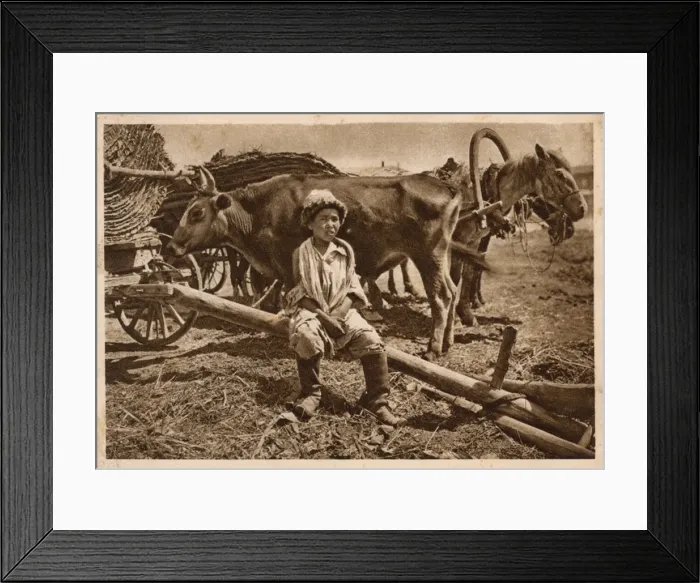 Framed Print : Young Uzbek famers son with wagons, ox and horses Framed Print : Young Uzbek famers son with wagons, ox and horses