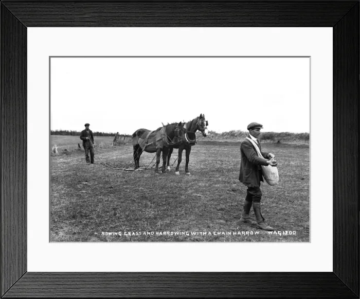 Framed Print : Sowing Grass and Harrowing With a Chain Harrow Framed Print : Sowing Grass and Harrowing With a Chain Harrow