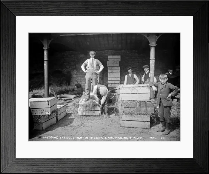 Framed Print : Pressing the Eggs Tight in the Crate and Nailing the Lid Framed Print : Pressing the Eggs Tight in the Crate and Nailing the Lid